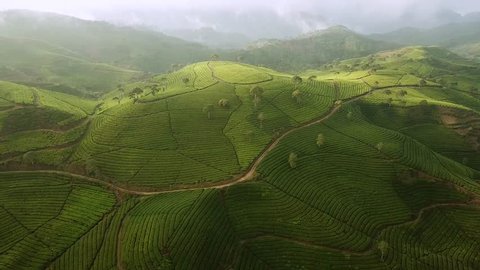 Beautiful aerial view footage of tea plantation in the morning from a drone flying to left at Bandung regency highland, West Java, Indonesia. Shot in 4k resolution