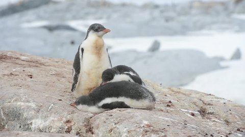 Gentoo Penguins chicks