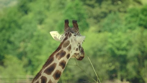 Giraffe eating leaves detail 4K