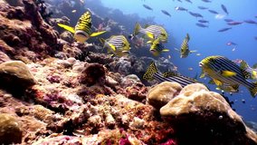 School of striped fish grumbler grouse underwater on seabed in Maldives. Unique video footage. Abyssal relax diving. Natural aquarium of sea and ocean. Beautiful animals.