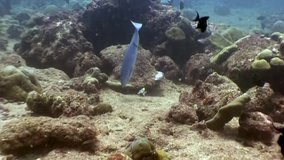 Underwater inhabitants on background of amazing seabed in Maldives. Unique video footage. Abyssal relax diving. Natural aquarium of sea and ocean. Beautiful animals.