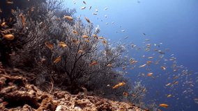School of bright yellow orange fish underwater on background of seabed Maldives. Unique unusual video footage. Abyssal relax diving. Natural aquarium of sea and ocean. Beautiful animals.