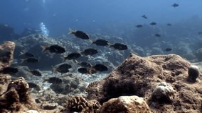 School of fish underwater on background of amazing seabed in Maldives. Unique unusual video footage. Abyssal relax diving. Natural aquarium of sea and ocean. Beautiful animals.