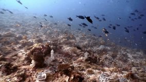 Most school of many fish underwater on background of seabed in Maldives.Unique video footage. Abyssal relax diving. Natural aquarium of sea and ocean. Beautiful animals.