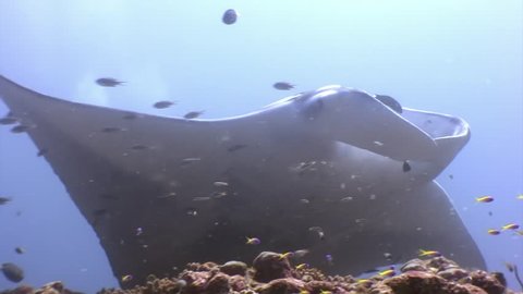 Giant Manta ray ramp fish on background of sun reflection underwater Maldives. Unique video footage. Abyssal relax diving. Natural aquarium of sea and ocean. Beautiful animals.