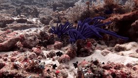 Underwater inhabitants on background of amazing seabed in Maldives. Unique video footage. Abyssal relax diving. Natural aquarium of sea and ocean. Beautiful animals.