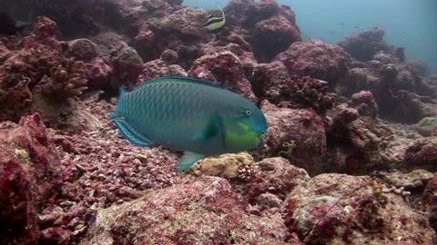 Parrot fish underwater eats coral on seabed in Maldives. Unique macro video closeup footage. Abyssal relax diving. Natural aquarium of sea and ocean.