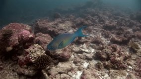 Parrot fish underwater eats coral on seabed in Maldives. Unique macro video closeup footage. Abyssal relax diving. Natural aquarium of sea and ocean.