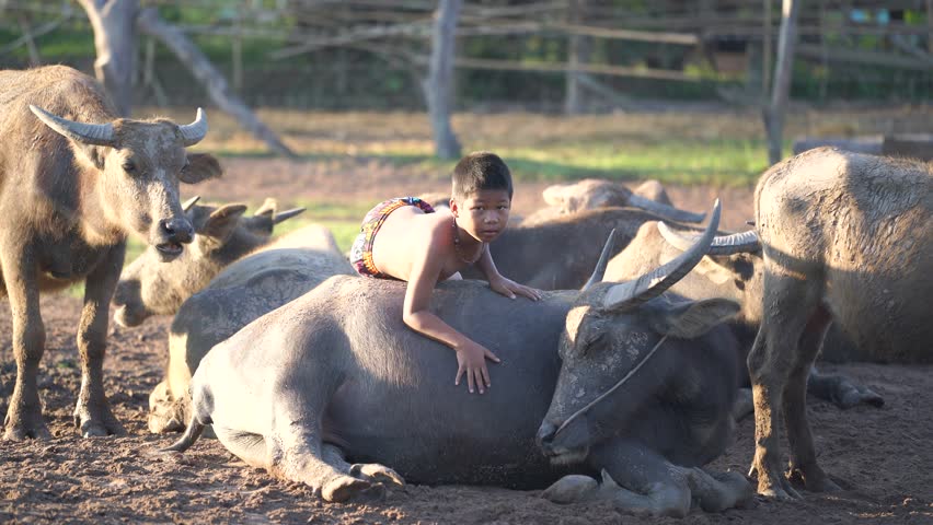 Boy playing with his buffalo on field rural country,