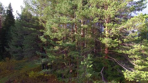Camera Rises Vertically above Forest.
Drone with camera flies up vertically parallel to the trunks of pine trees. Initially seen only pine, but then overlooks the forest, the sky and the river
