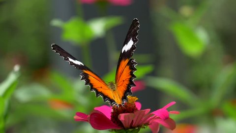 Tiger butterfly on flower. Monarch butterfly feeding on pink flowers. Slow motion
