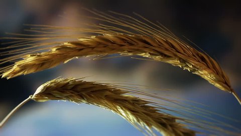 Close-up of  wheat  on sky background