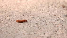 Close the video of the beautiful caterpillar creeping over the concrete cover. 4k, slow-motion shooting, copy space