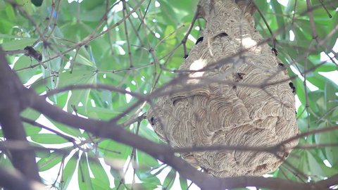 Jacket Wasp on nest