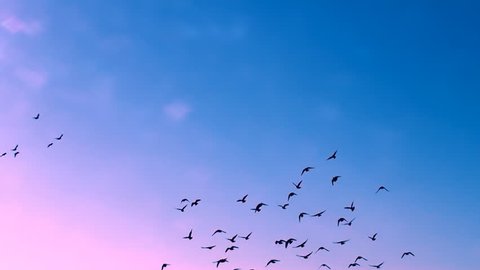 This is a beautiful natural video of Flying Flock Of Birds (Doves) In Magical Blue Sunset Sky...You can use this slow motion video in your original projects or as websites background…Enjoy!