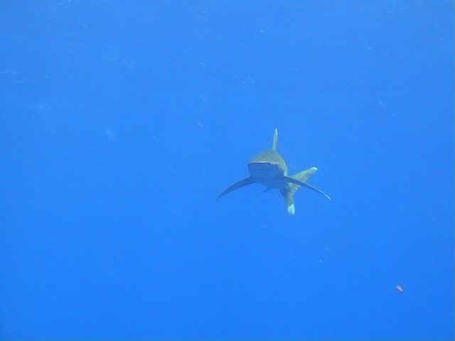 Deadly shark - swimming towards camera man in the Red Sea