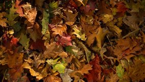 Colorful autumn leaves. Video slow motion. Transition, reveal the background. On different backgrounds, black, white, bluebox and alpha channel