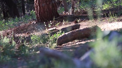 Close up of a mountain bike tire riding past and kicking up a cloud of dirt filmed at the Lake Tahoe National Park in HD