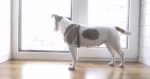 Dog is standing on the window waiting for owner