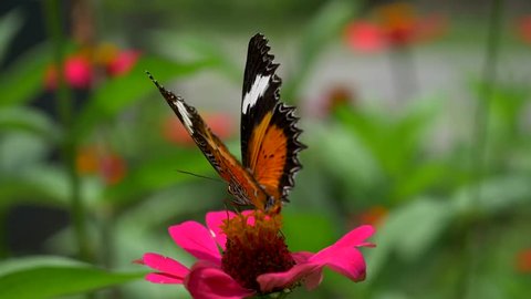 Black and orange butterfly flying away from pink flower after feeding. Slow motion