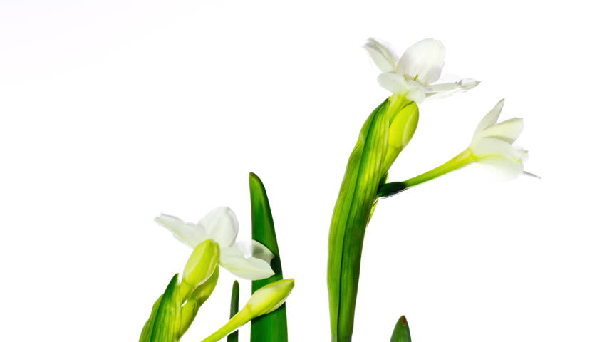 white narcissus blossoms, time-lapse