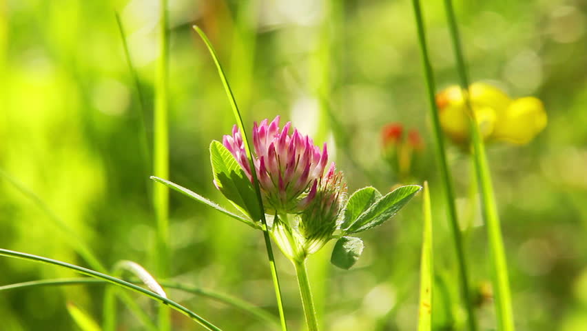 pink clover in the meadow