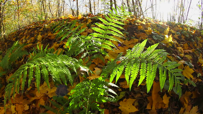 fern in autumn forest