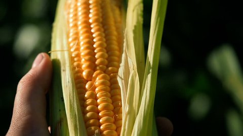 Corn Harvest. Farmers Work Corn Field. Agriculture Corn Farm Harvest.
Golden Corn Growing. Ecological Farmer, Organic Horticulture, Producing Food And Crops, Organic Farming, Agricultural Land Area.