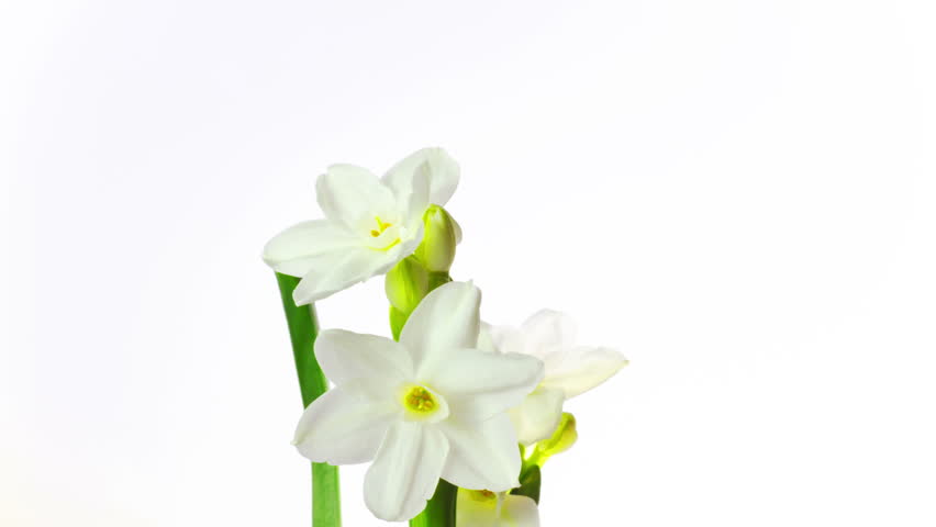 white narcissus blossoms, time-lapse