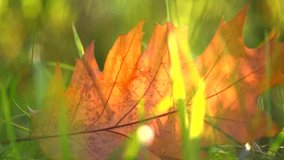 Autumn backdrop. Autumn leaf with sun beam on grass background. Fall background with colorful leaf and sun flares, Bright leaf, yellow, orange, red. 4K UHD video