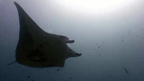 Giant Manta ray ramp fish on background of sun reflection underwater Maldives. Unique video footage. Abyssal relax diving. Natural aquarium of sea and ocean. Beautiful animals.