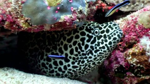 Spotted moray eel underwater on coral reef seabed in Maldives. Unique amazing macro video closeup footage. Abyssal relax diving. Natural aquarium of sea and ocean. Beautiful dangerous animals.