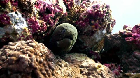 Moray eel underwater on coral reef seabed in Maldives. Unique amazing macro video closeup footage. Abyssal relax diving. Natural aquarium of sea and ocean. Beautiful dangerous animals.