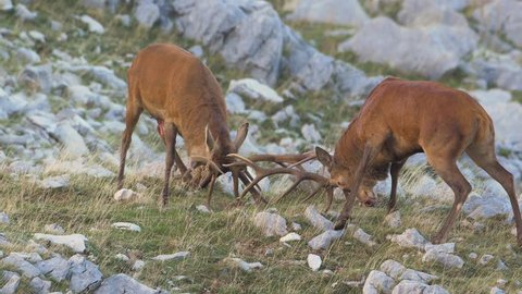 Red Deer stags (Cervus elaphus) fighting during the rutting season
