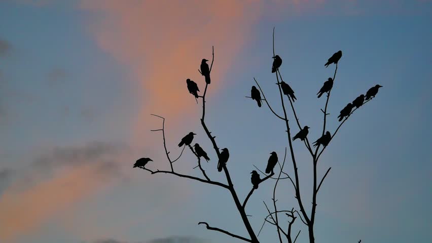 flock of birds autumn taking off from a tree, a flock of crows black bird dry tree. birds ravens in the sky sunset orange silhouette Royalty-Free Stock Footage #32023501