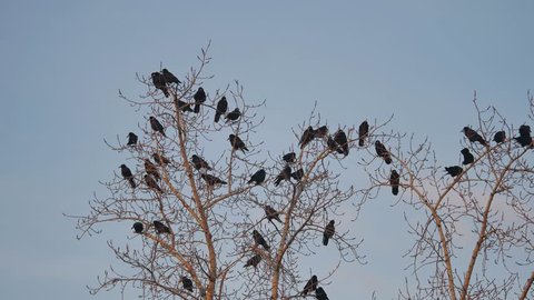 flock of birds autumn taking off from a tree, a flock of crows black bird dry tree. birds ravens in the sky