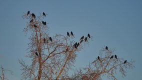 flock of raven birds sitting on a tree dry branches of trees. crows birds autumn flock