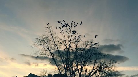 flock of birds taking off from a tree, a flock of crows black bird dry tree. birds slow motion ravens in the sky