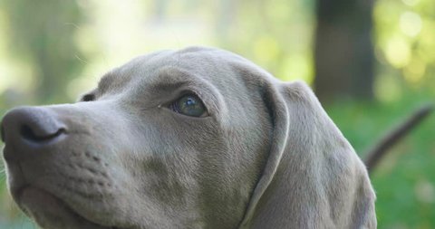 Portrait of a weimaraner breed puppy looking into the room. Concept of: animals, purebred, weimaraner, dog puppies