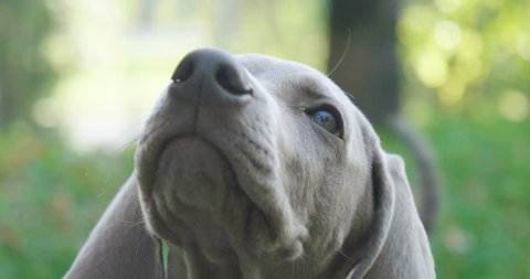 Portrait of a weimaraner breed puppy looking into the room. Concept of: animals, purebred, weimaraner, dog puppies