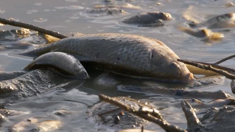 Fish dying in polluted water