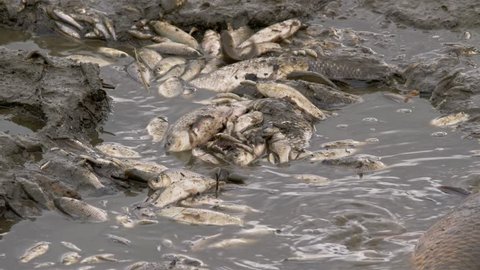Fish dying in polluted water