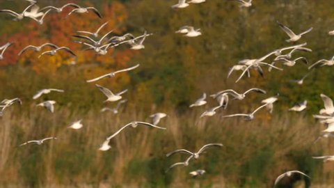 Flock of gulls flying over lake