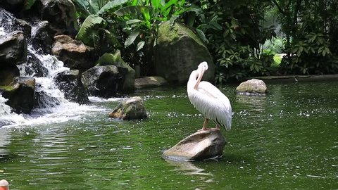 Great White pelican, Pelicanus onocrotalus, Kuala Lumpur Bird Park, Malasia