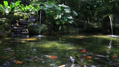 Gold carp in the pond, Kuala Lumpur bird park, Malaysia