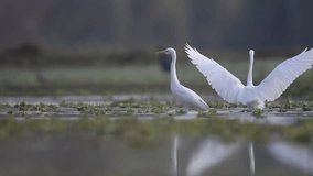 Little egrets flying,landing in a pond in the morning