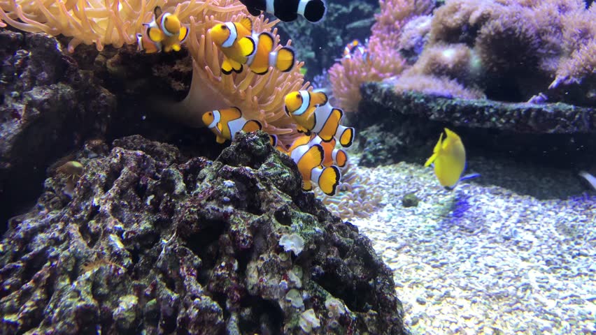 Underwater life, beautiful tropical nature background | Shutterstock HD Video #32028355