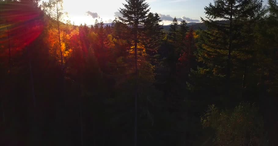 Aerial view of the autum woods at soft sunset and descending among the old pine trees in Sikhote-Alin Nature Reserve, a biosphere reserve in Russia for the endangered Siberian tiger founded in 1935