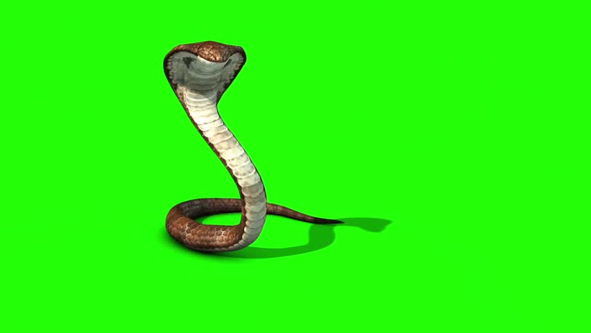 wide screen snake gif