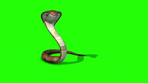 LOOK, SNAKE, 3D, GREEN, HD wallpaper